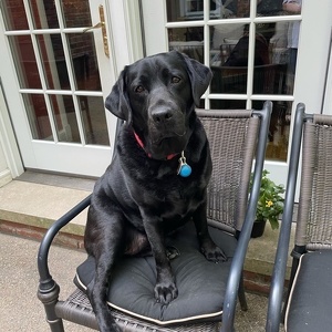 Sue Peoni's Dog Walkers